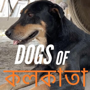 Dogs of Kolkata